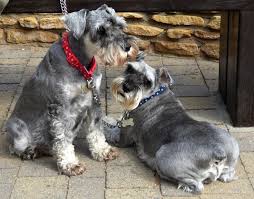 Two Dogs image